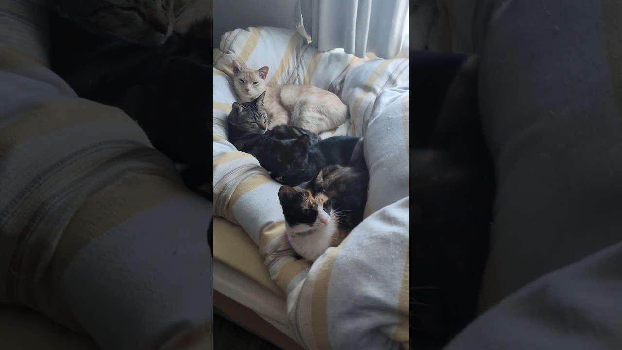 そろそろ猫団子も見納めか #はち猫 #cat #子ネコ #おすすめ #保護猫 #三毛猫 #アメリカンショートヘアー #黒猫　