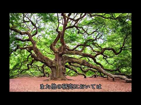 ブラッククミン 植物