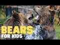 Bears For Kids Learn All About These Honey Loving Mammals