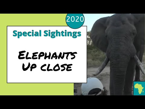Tristan's close encounter with an elephant bull 17th May 2020