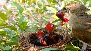 Streak eared bulbul Birds force their young to eat a large fruit until it gets stuck in their fall