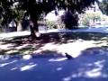 5 Pravia Comida Wmv