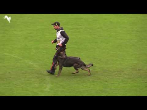 WUSV Meppen 2016 - Vaclav Ouska & Qvido Vepeden, section B