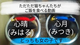 猫動画 ただただ猫がご飯を食べているのを上から見ただけ よっぴぃ動画