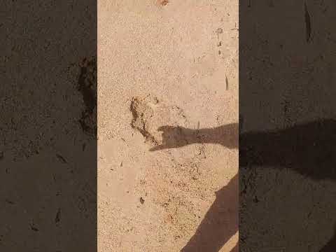 Sawdust