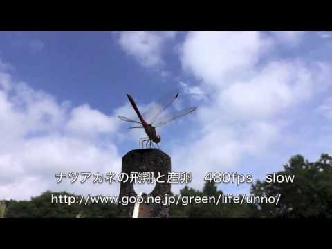 ナツアカネの飛翔と産卵