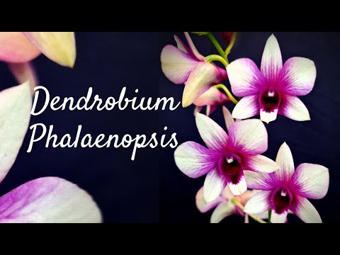 , title : 'Dendrobium Phalaenopsis Orchid Care & Culture | Flowering, lighting & other little things'
