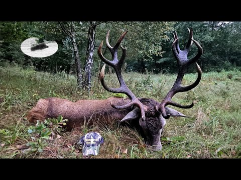 MONSTER 10kg stag down! Red stag hunting in september during the rut time.