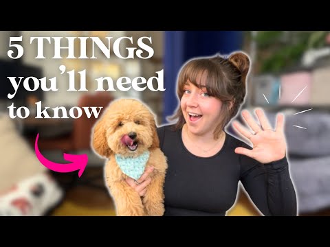 The First 5 Things to Teach a New Puppy Their First Week Home
