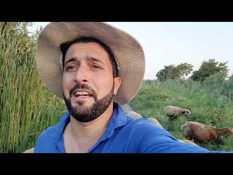 Pervin Seferov - Gelmedin ( Rəşid Behbudov )