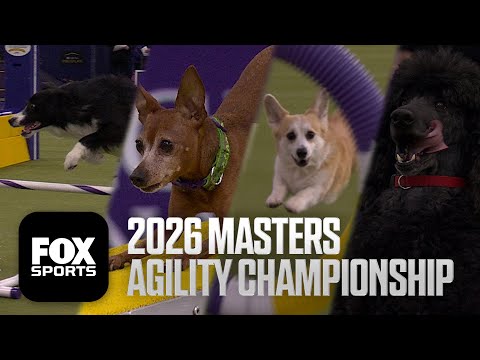 2026 Masters Agility Championship 🐕 FULL Competition 🍿 Westminster Dog Show