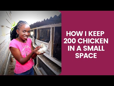 How I keep 200 Chicken in a Small space#chicken coop