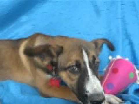 Augusta Georgia, an adopted Husky & Shepherd Mix in Cuba, NY_image-1