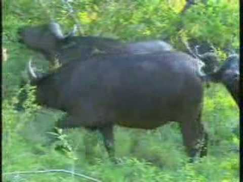 Cape Buffalo Herd Pt.2
