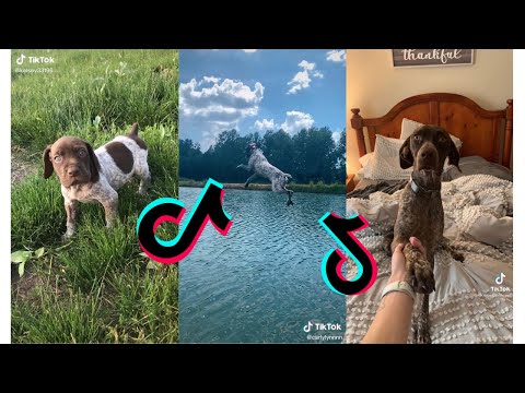 😍 Cutest German Shorthaired Pointer😂 Funny and Cute German Pointers Puppies and Dogs Videos