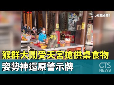 猴群大鬧受天宮搶供桌食物　姿勢神還原警示牌