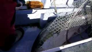 第二沖合丸のイメージ