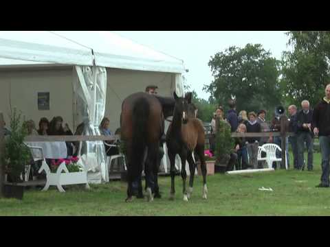 Sudweyher Fohlenschau 2013 - Kat.-Nr. 16