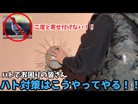 バルコニーからハトを追い払う方法: ハトを遠ざけ、被害を避けるための 3 つの優れた方法  庭園