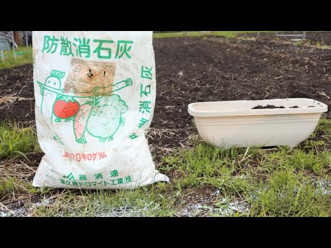 ヘビを寄せ付けない植物は何ですか?爬虫類を撃退し、怖がらせるための最も強力な6種を紹介します  庭園