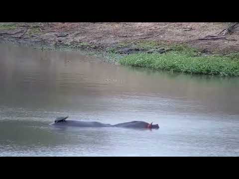 Djuma: Hippo with Terrapin climbing onto its back - 16:16 - 10/15/2022