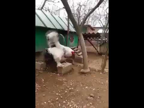 Y con ustedes el gallo claudio