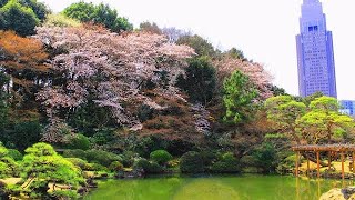 【英語物語】最弱から全国制覇　#3　いきなり新宿御苑で、まさか殿ゲット【ゲーム実況】