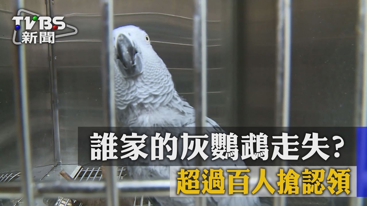 獨家／誰家的灰鸚鵡走失？　超過百人搶認領