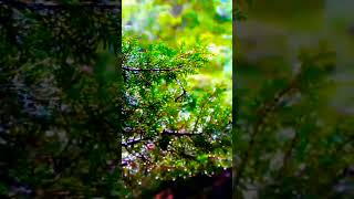 Raindrops sounds falling through leaves🌧️listing to the rain sounds is always beauty &amp; soothing