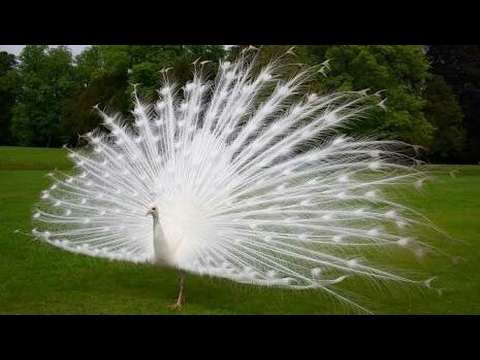 White Peacock full display