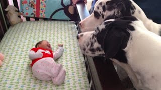 Des moments adorables de bébé et de chien qu'il faut absolument voir !