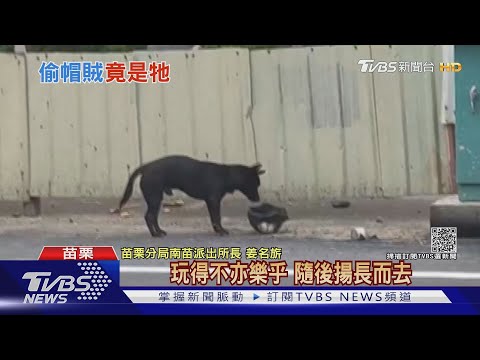 小黑狗