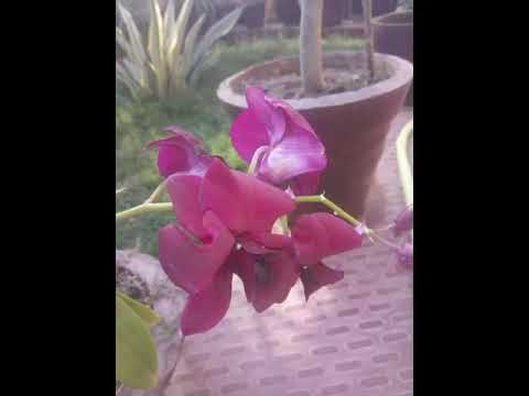 Most beautiful Summer flower💗💗💗