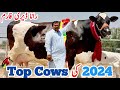 Rana Dairy Farm | Big Cows in Punjab | Jersey cows And Friesian cross cows | 30 May 2024