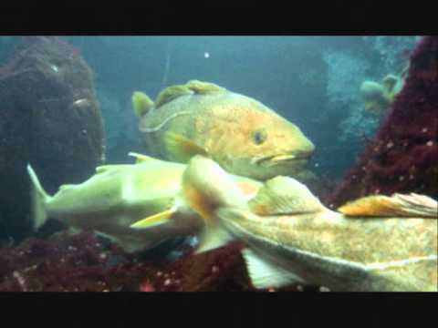 Torsken kommer bilder uten musikk :D