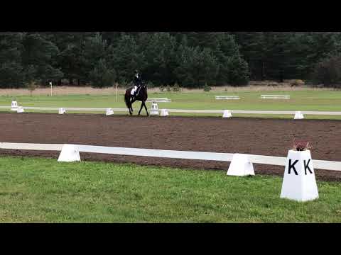 CCI1* FEI Eventing Dressage