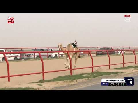  ش 4 سيف حول مفتوح (تعزيز) لـ هجن الرئاسة 11:59:02 بطولة الكويت الدولية 2026/02/12 الشهيد 