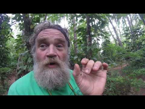 🔵 Pepper Meaning - Piper Nigrum - Pepper Explanation To Pepper C2 English Vocabulary IELTS CAE CPE