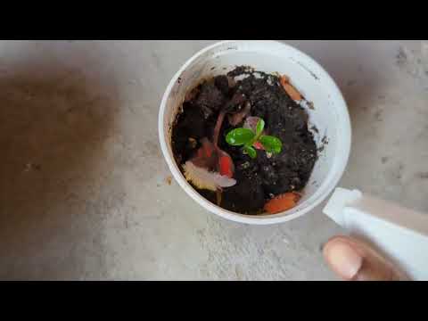 🇨🇦🧑‍🌾Capturing the screen of plant herbs and veggies with balcony gardening #2 | Naturally beautiful