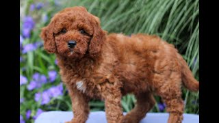 Video preview image #1 Goldendoodle (Miniature) Puppy For Sale in EAST EARL, PA, USA