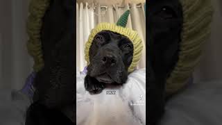 Video preview image #1 Mutt Puppy For Sale in Orlando, FL, USA