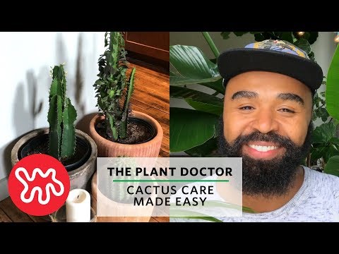 Cactus Care Made Easy | The Plant Doctor Video