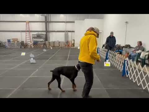 Iris's first off leash (Advanced) Rally class. I can't believe she didn't try to snag a toy!