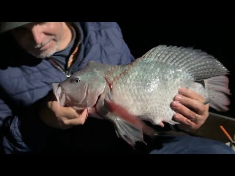 Pescador captura Tilápia  Mutação ou Predador - pescaria na cidade Rifaina Rio Grande
