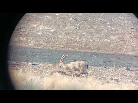 bresser 20-60*80 pirsch spotting scope genll .#nature#digiscoping#Alborz mountains#Iran