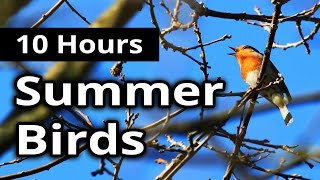 Download lagu BIRD SOUNDS - Summer Birds Singing - Bird Song Chatter NATURE and SLEEP SOUNDS for Sleep, Relaxation mp3 Download lagu BIRD SOUNDS - Summer Birds Singing - Bird Song Chatter NATURE and SLEEP SOUNDS for Sleep, Relaxation mp3