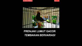 Download lagu #shorts Prenjak Gacor - Variasi Pancingan Prenjak Lumut Masteran Suara Pikat Prenjak Kepala Merah mp3