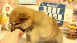 柴犬の動画01