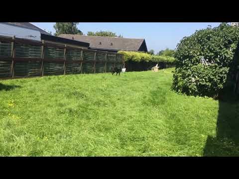 Dobermann with cone playing fetch with frisbee
