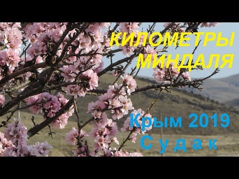 Цветение миндаля, Судак, Крым 26 марта 2019. Километры миндаля: Миндальное - Солнечная Долина